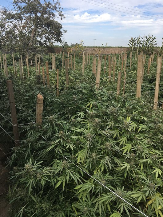 The Kings County Narcotics Task Force discovered a large outdoor marijuana field near Hanford and destroyed nearly 2,000 plants and processed marijuana.
